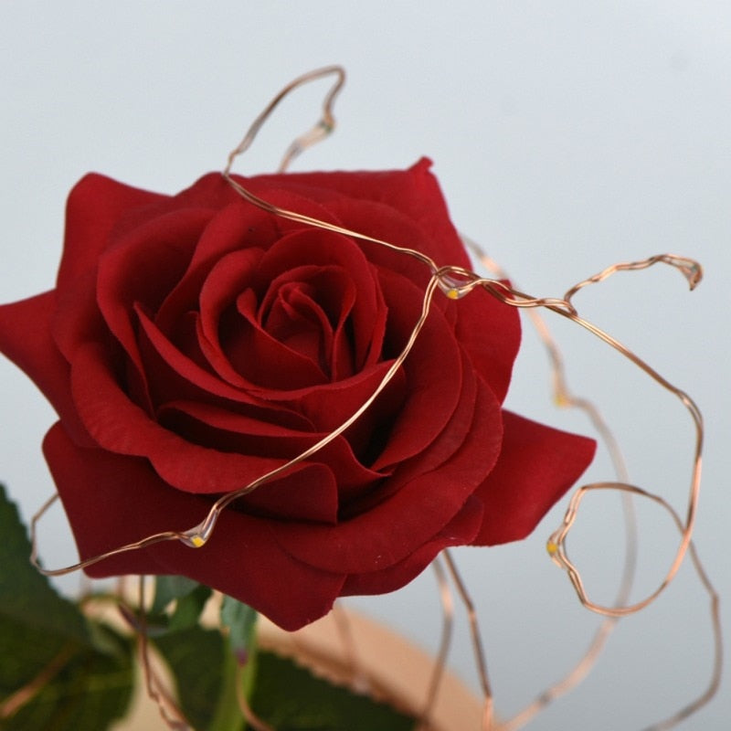 Enchanted Forever Rose